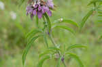 Lemon beebalm